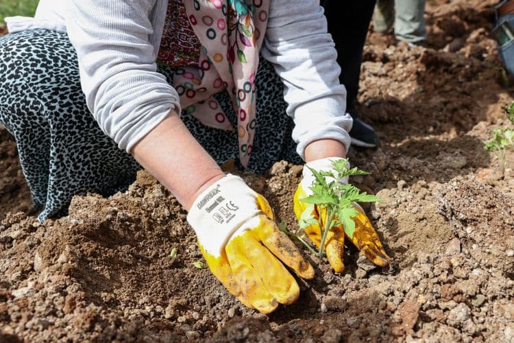 Kadın Komün Kent Bostanı’nda fideler toprakla buluştu 4