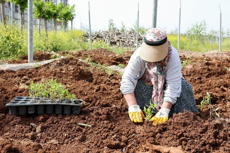 Kadın Komün Kent Bostanı’nda fideler toprakla buluştu 7