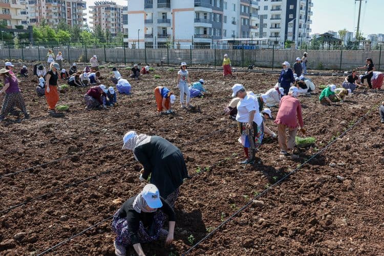 Eşbaşkan Bucak, kadınlarla birlikte Komün Bostanı’nda fide dikti 6