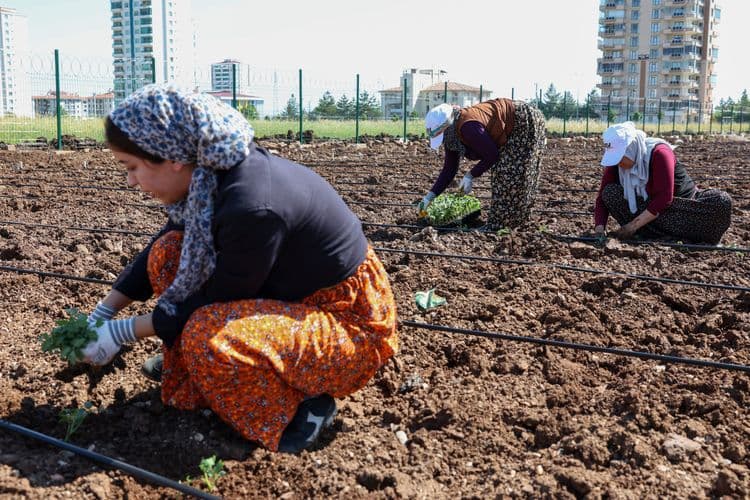 Eşbaşkan Bucak, kadınlarla birlikte Komün Bostanı’nda fide dikti 11
