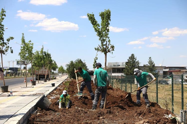 Diyarbakır-Mardin yolunun çehresi 23 bin yeni bitkiyle değişiyor