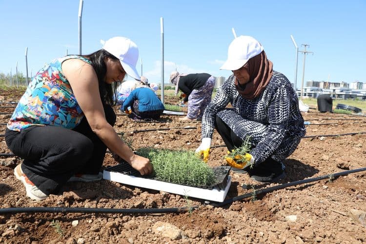 Kadınlar dayanışmayla üretiyor, komünal yaşamı büyütüyor 1