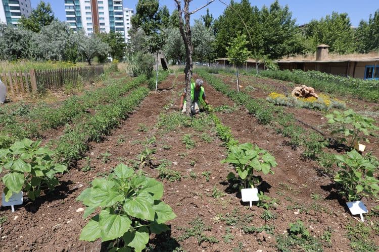 Yerel tohumlar Agroekoloji Yerleşkesi’nde koruma altında 1