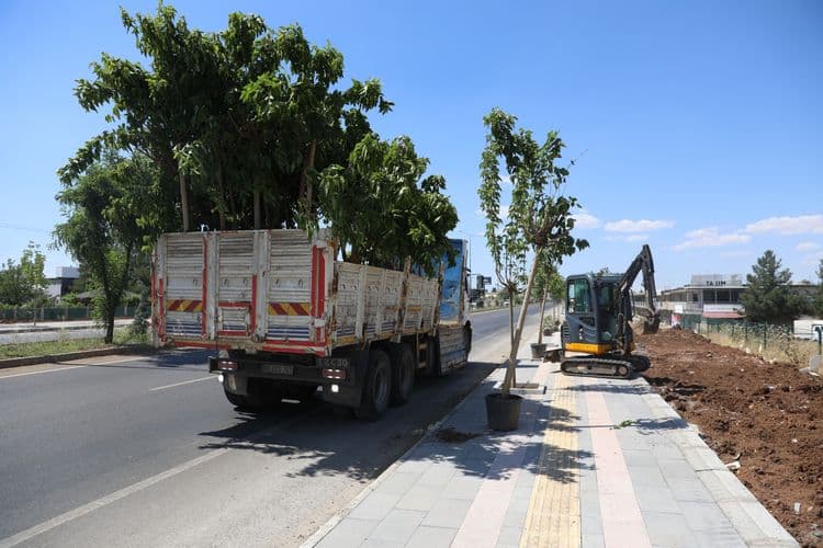 Diyarbakır-Mardin yolunun çehresi 23 bin yeni bitkiyle değişiyor 4