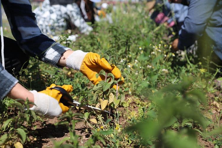Kadın emeğiyle yetişen tıbbi ve aromatik bitkilerde ilk hasat yapıldı 2