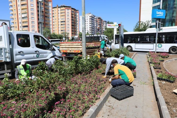 500 bin Çin karanfili üretildi, çiçekler toprakla buluştu 4