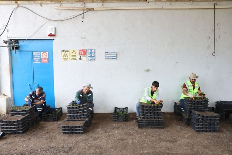 500 bin Çin karanfili üretildi, çiçekler toprakla buluştu 8