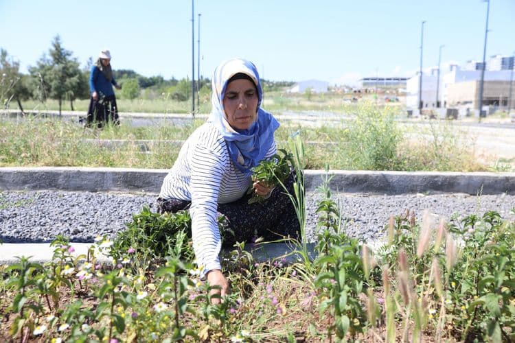 Kadın emeğiyle yetişen tıbbi ve aromatik bitkilerde ilk hasat yapıldı 5