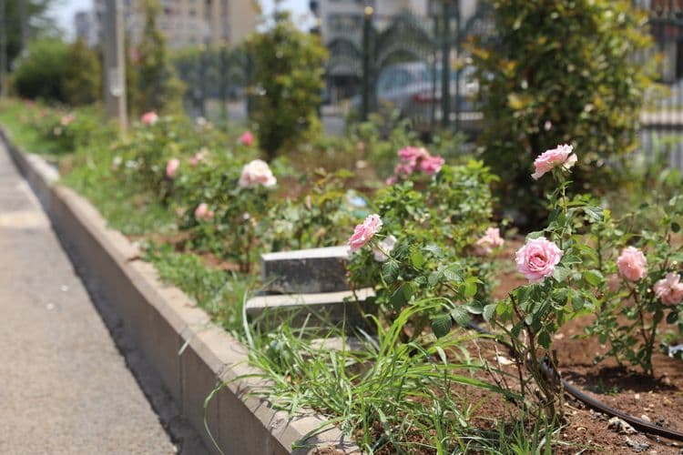 Diyarbakır’a 14 kilometrelik yeşil koridor 6