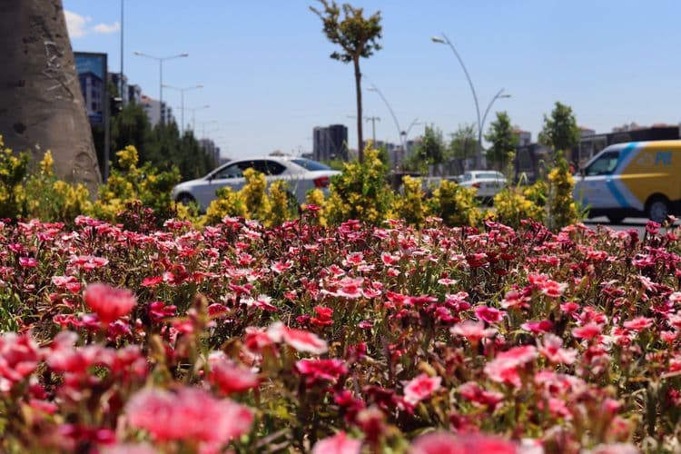 500 bin Çin karanfili üretildi, çiçekler toprakla buluştu 12
