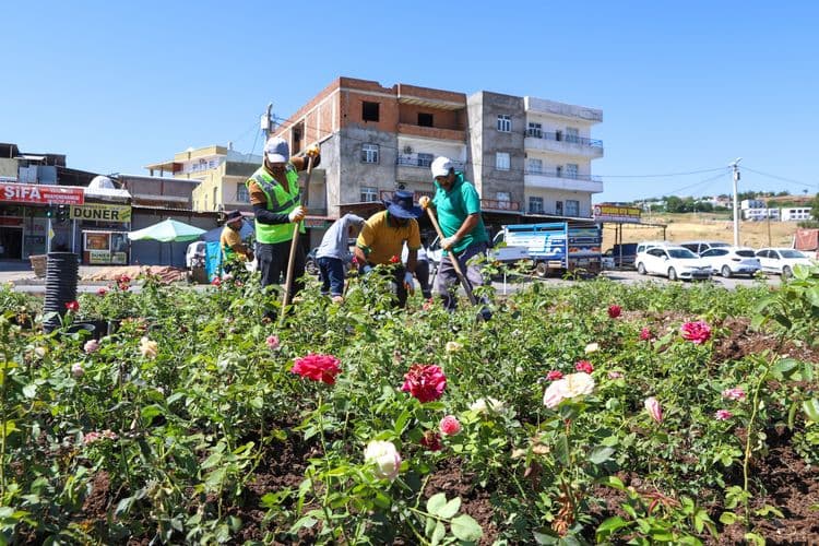 Mardin yolu 14 bin 200 gülle renklenecek 1