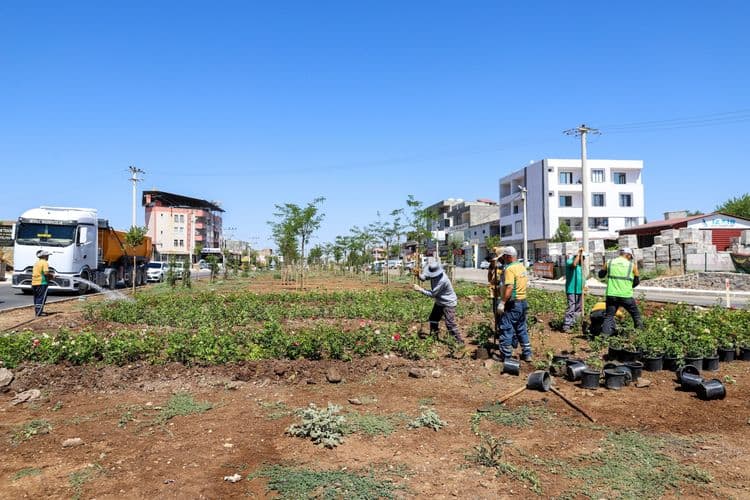 Mardin yolu 14 bin 200 gülle renklenecek 5
