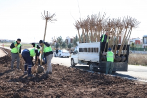 Dê 10 hezar dar li refûj, peyarê, çarriyan û parkan bên çandin