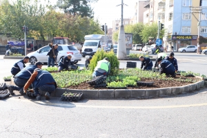 Pêşeroj li Amedê hêşîn dibe: 1 milyon û 152 hezar şitil hatin çandin