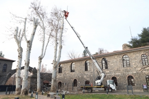 Diyarbakır&#039;da 25 bin ağaç budandı